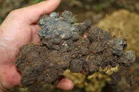 Attēlu rezultāti vaicājumam “Polyporus umbellatus”