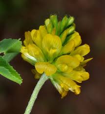 Attēlu rezultāti vaicājumam “Trifolium aureum leaf”