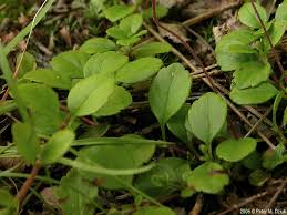 Attēlu rezultāti vaicājumam “Linnaea borealis leaf”
