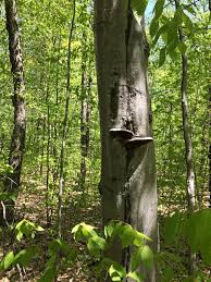 Attēlu rezultāti vaicājumam “Phellinus alni”