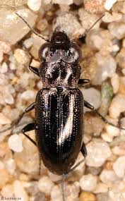 Attēlu rezultāti vaicājumam “Notiophilus germinyi”