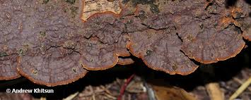 Attēlu rezultāti vaicājumam “Hymenochaete rubiginosa”