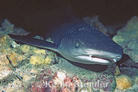 Image result for Triaenodon obesus