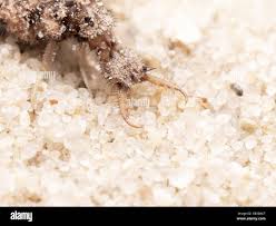 Attēlu rezultāti vaicājumam “Myrmeleontidae larva”