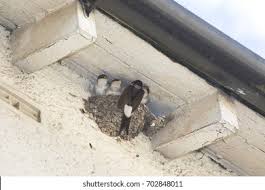 Attēlu rezultāti vaicājumam “Delichon urbicum nest”