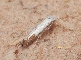 Attēlu rezultāti vaicājumam “Lyonetia clerkella”