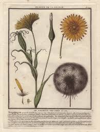 Image result for Tragopogon pratensis
