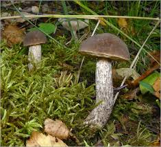 Attēlu rezultāti vaicājumam “Leccinum melaneum”