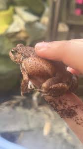 Attēlu rezultāti vaicājumam “Bufo bufo”