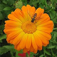 Image result for Tanacetum parthenium 'Tetraweiss'