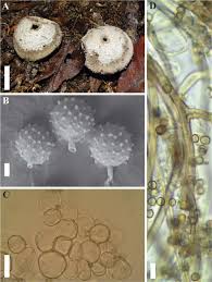 Attēlu rezultāti vaicājumam “Reticularia lycoperdon spores”