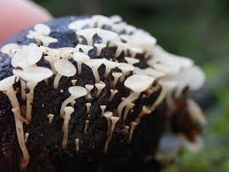 Attēlu rezultāti vaicājumam “Hymenoscyphus sp.”