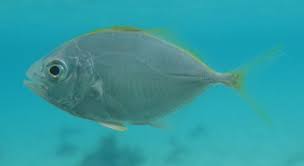 Image result for Caranx bartholomaei