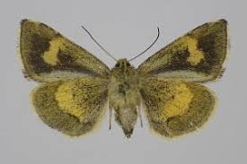 Attēlu rezultāti vaicājumam “Panemeria tenebrata”