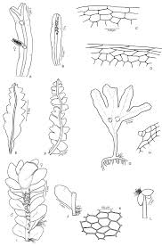 Attēlu rezultāti vaicājumam “Lophozia capitata”