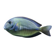 Image result for Acanthurus bahianus
