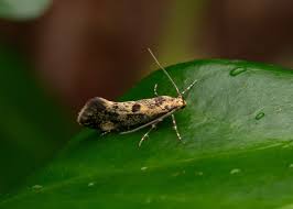 Attēlu rezultāti vaicājumam “Denisia similella”