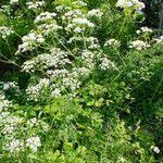 Image result for Chaerophyllum aureum
