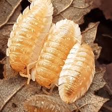 Attēlu rezultāti vaicājumam “Oniscus asellus”