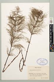 Attēlu rezultāti vaicājumam “Equisetum sylvaticum”