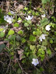 Attēlu rezultāti vaicājumam “Oxalis acetosella flower”