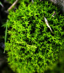 Attēlu rezultāti vaicājumam “Barbula unguiculata macro”