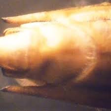 Attēlu rezultāti vaicājumam “Limnoporus rufoscutellatus”