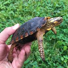 Attēlu rezultāti vaicājumam “Retinia resinella exuvia”