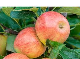 Attēlu rezultāti vaicājumam “Malus domestica”