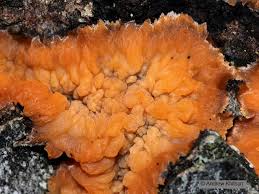 Attēlu rezultāti vaicājumam “Phlebia radiata”