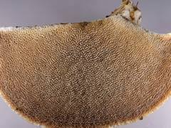 Attēlu rezultāti vaicājumam “Asterodon ferruginosus”