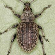 Attēlu rezultāti vaicājumam “Rhynchaenus lonicerae”