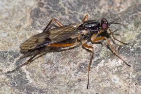 Attēlu rezultāti vaicājumam “Xylophagidae”