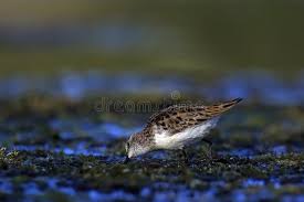 Attēlu rezultāti vaicājumam “Calidris minuta”