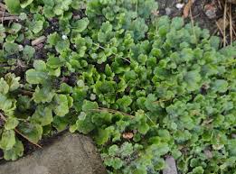 Attēlu rezultāti vaicājumam “Cephalozia catenulata”