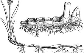 Attēlu rezultāti vaicājumam “Carex arenaria”