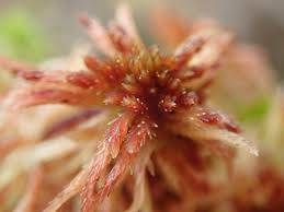 Attēlu rezultāti vaicājumam “Sphagnum russowii”