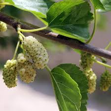 Attēlu rezultāti vaicājumam “Morus alba”