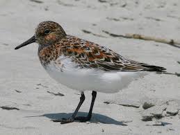 Attēlu rezultāti vaicājumam “Calidris alba adult”
