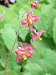 Attēlu rezultāti vaicājumam “Epimedium alpinum  flower”