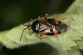 Attēlu rezultāti vaicājumam “Deraeocoris ruber”
