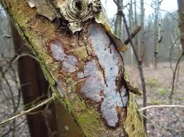 Attēlu rezultāti vaicājumam “Vuilleminia comedens”