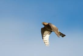 Attēlu rezultāti vaicājumam “Accipiter nisus male”