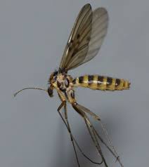 Attēlu rezultāti vaicājumam “Mycetophilidae”