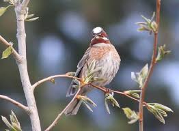 Image result for Emberiza leucocephalos