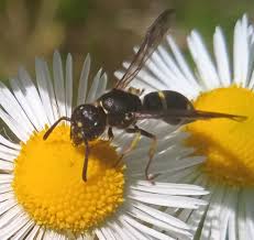 Attēlu rezultāti vaicājumam “Ancistrocerus sp. male”