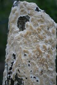 Attēlu rezultāti vaicājumam “Junghuhnia nitida”