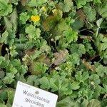 Attēlu rezultāti vaicājumam “Waldsteinia geoides”