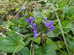 Attēlu rezultāti vaicājumam “Viola sororia”