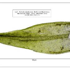 Attēlu rezultāti vaicājumam “Barbula unguiculata macro”